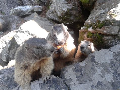 Il Parco delle Marmotte di Chiareggio, il sentiero del .